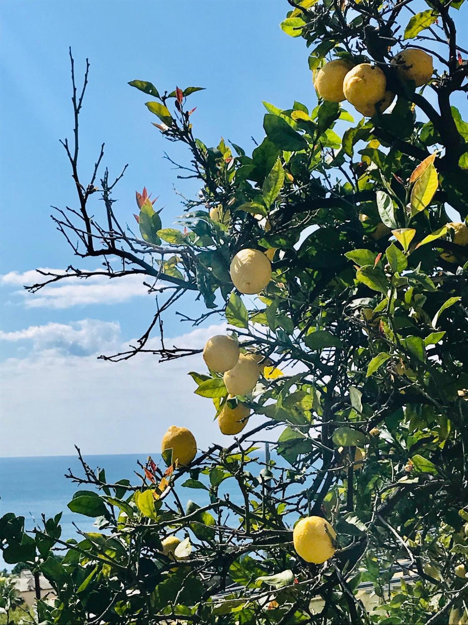 Cav Gli Ulivi Di Bogliasco Villa Eksteriør bilde